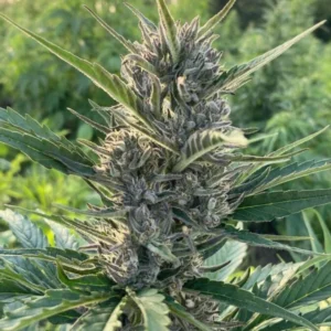 Autopower Deluxe – CBD Topskud 12 %