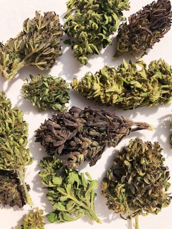 Autopower - 7% CBD - Image 6