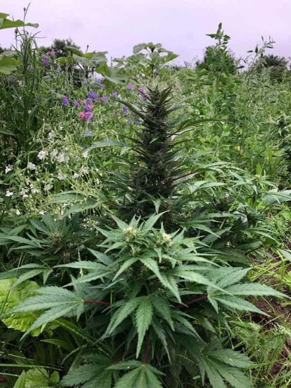 Autopower - 7% CBD - Image 5