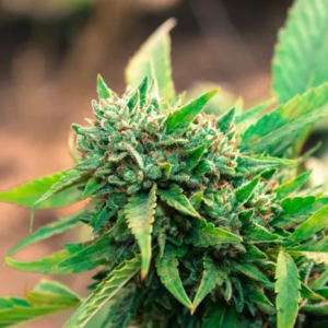 THCA vs THC