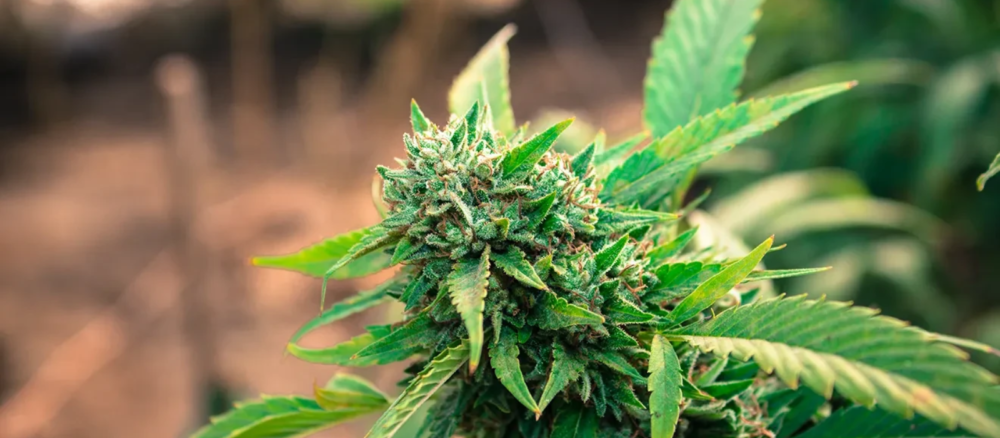 THCA vs THC