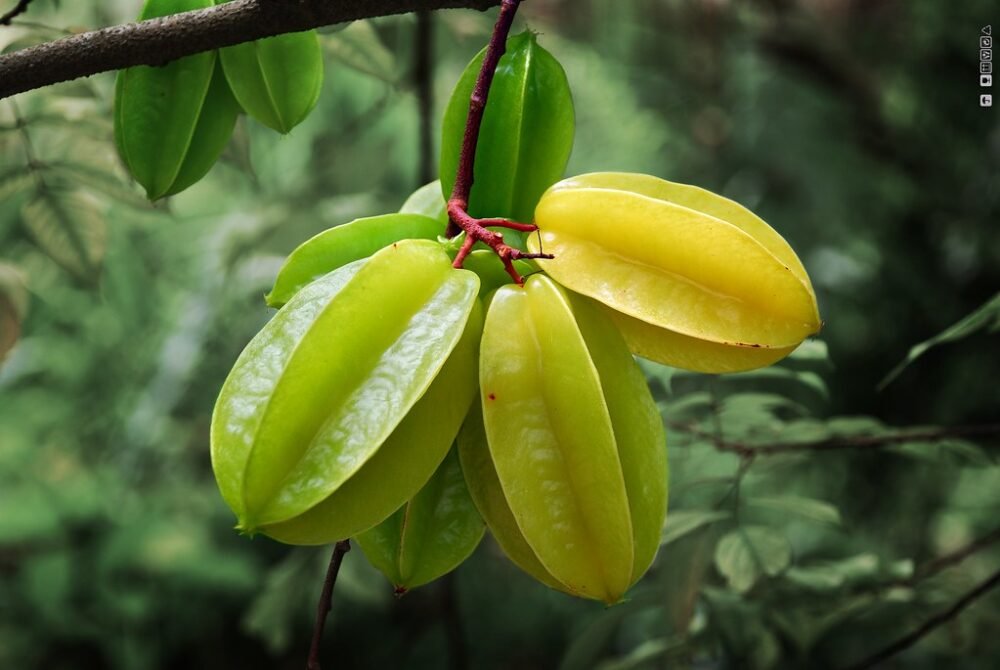 Grapefrugt ved siden af medicin som symbol på CYP3A4-interaktioner