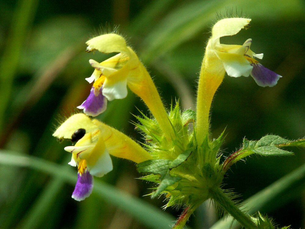 Nærbillede af hampeblomst med harpiksrige trikomer, hvor terpenerne dannes
