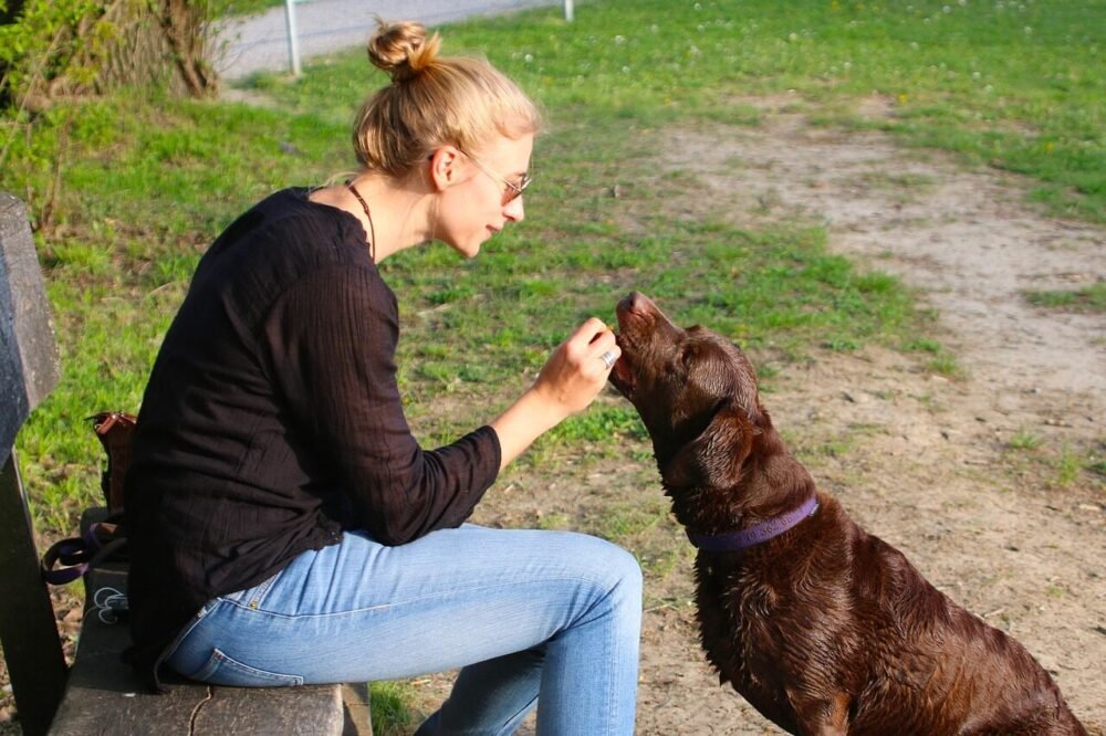 Hvor meget CBD skal man give en hund mod angst?
