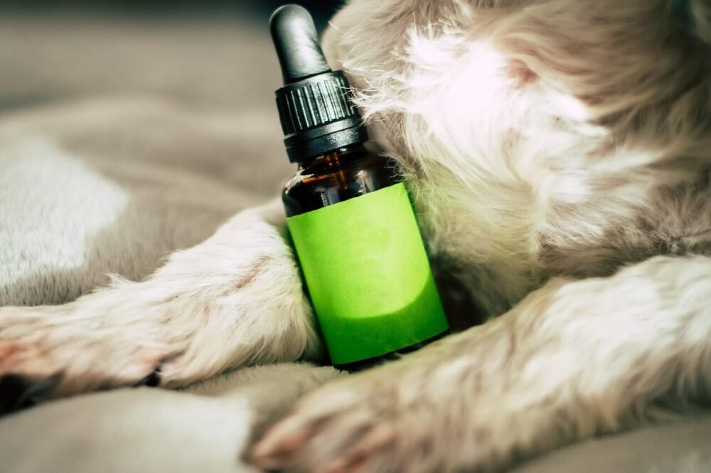 Bedste CBD-olie mod angst hos hunde
