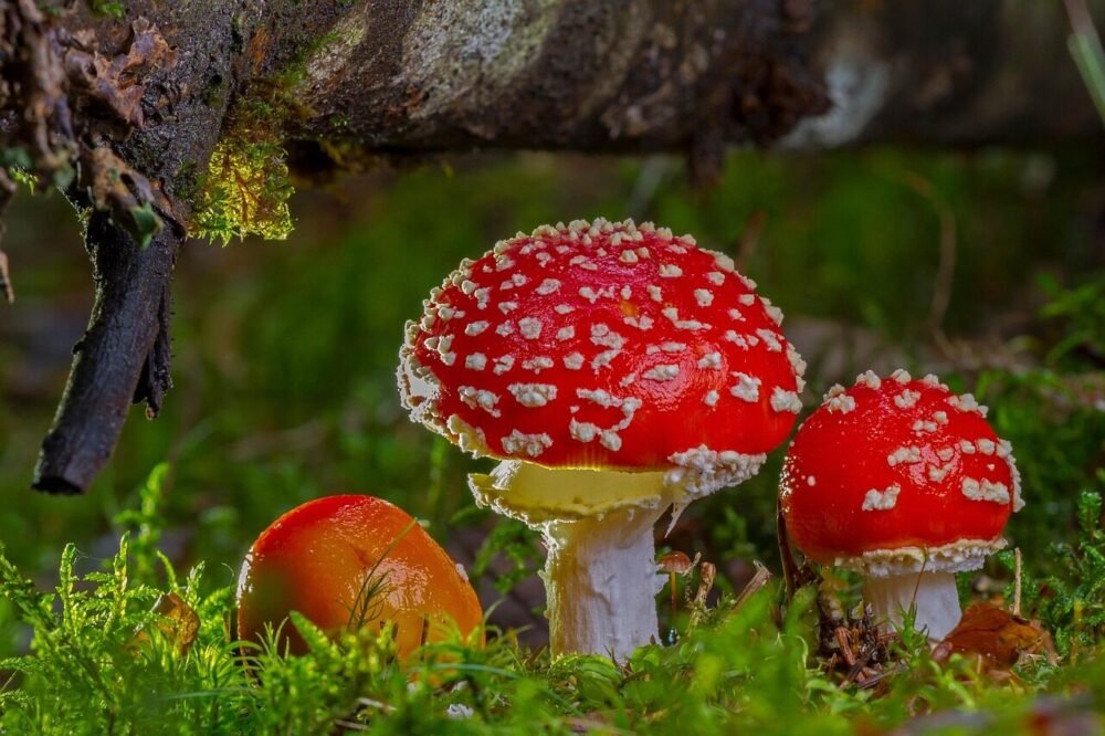 Forbedrer Lion's Mane koncentration og mental klarhed?