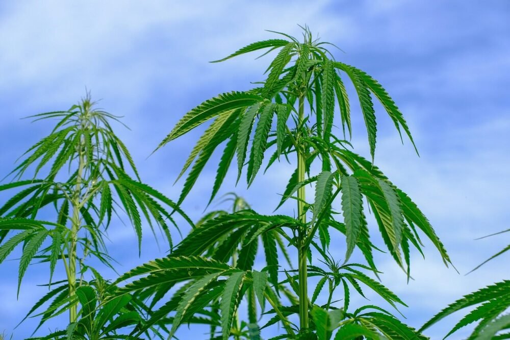 Forskellen mellem CBD, CBG og CBN.