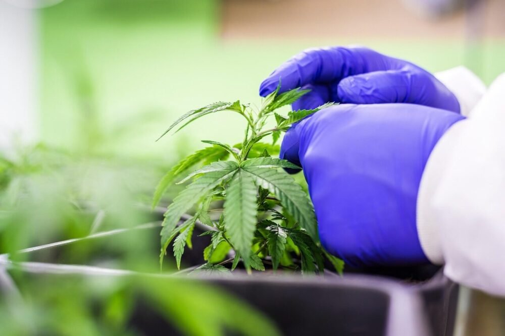 Tidspunkt for indtagelse af CBD.
