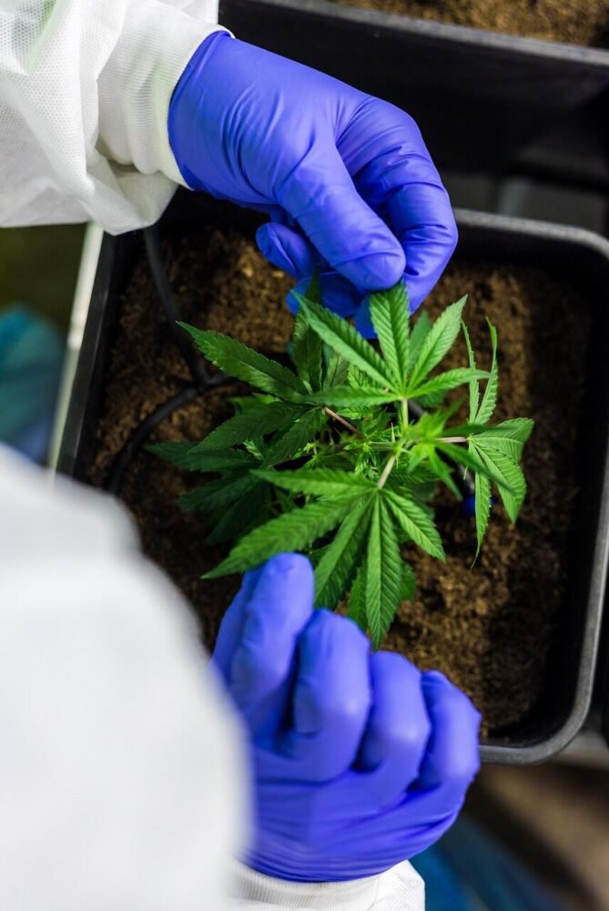 Hvordan kan man se, om CBD-olie er ægte eller falsk?