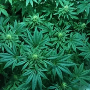 Close-up of dense green cannabis plants with serrated leaves and visible budding flower tops growing closely together.
