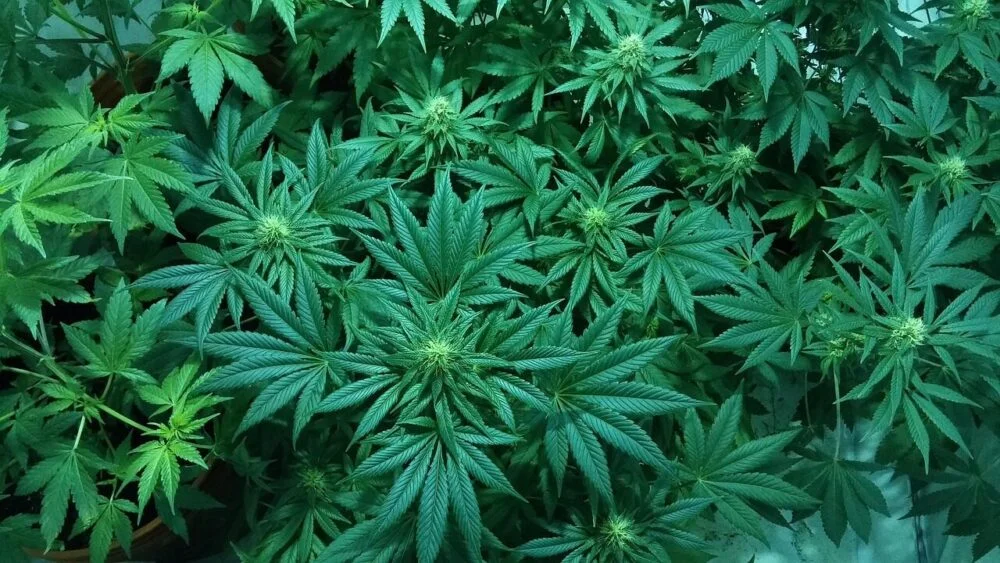 Close-up of dense green cannabis plants with serrated leaves and visible budding flower tops growing closely together.