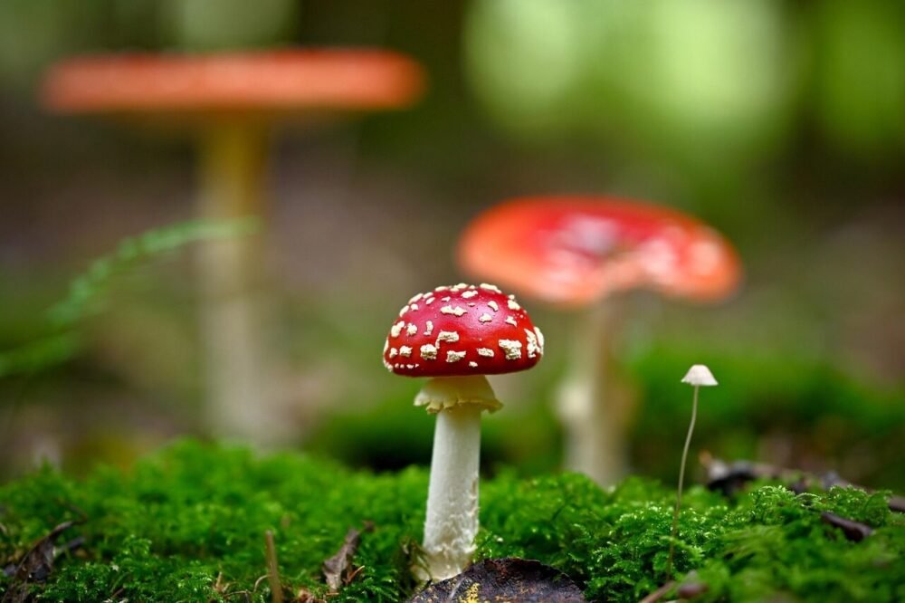 nootropika-svampetilskud til fokus og klarhed.