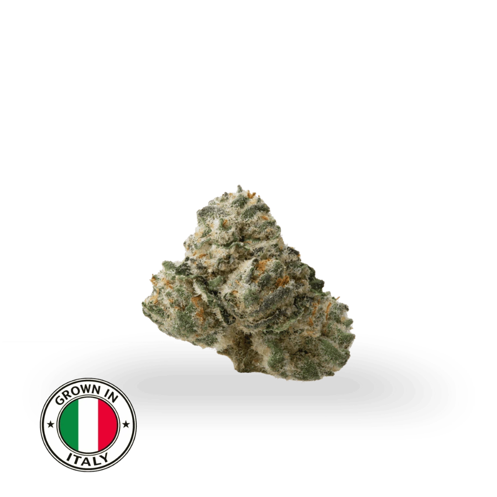 Lemonade THCa popcorn buds med kompakt, frostet smalls-bud, lysegrønne nuancer og orange pistiller, dyrket i Italien.