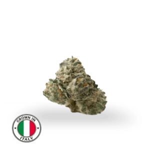 Lemonade THCa popcorn buds med kompakt, frostet smalls-bud, lysegrønne nuancer og orange pistiller, dyrket i Italien.