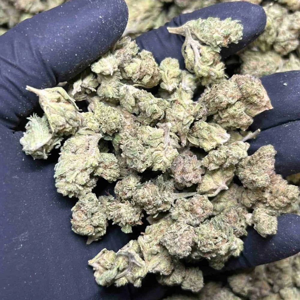 THCa Popcorn Buds - Lemonade | 15% (bulk) - Billede 2