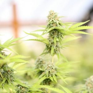 Alt du behøver at vide om THCA: Fra plante til produkt